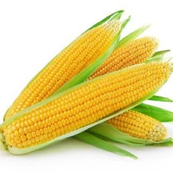 תירס גילי צהוב