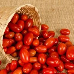 עגבניות שרי אדום