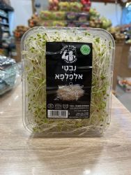 נבטי אלפאפא