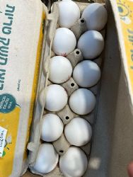 12 ביצים בפיקוח